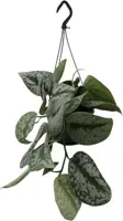 Scindapsus 'Pictus trebie' (drakenklimop) 40cm - afbeelding 1