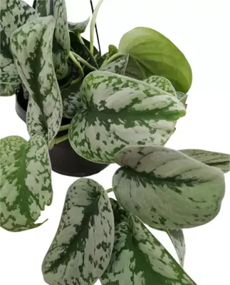 Scindapsus 'Pictus trebie' (drakenklimop) 40cm - afbeelding 2