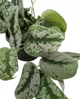 Scindapsus 'Pictus trebie' (drakenklimop) 40cm - afbeelding 2