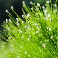 Scirpus cernuus (Naaldgras) - afbeelding 2