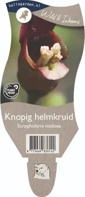 Scrophularia nodosa (Knopig helmkruid) - afbeelding 1