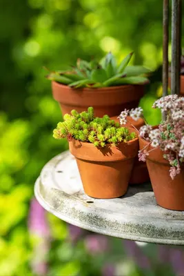 Sedum acre (Muurpeper) - afbeelding 8