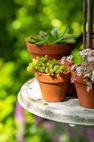 Sedum acre (Muurpeper) - afbeelding 8