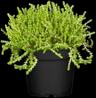 Sedum acre (Muurpeper) - afbeelding 2