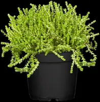 Sedum acre (Muurpeper) - afbeelding 2