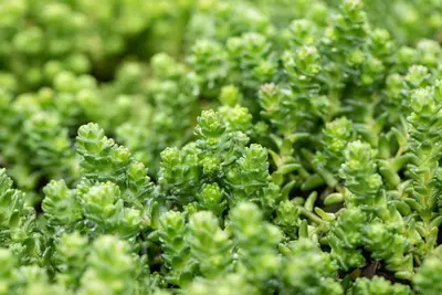 Sedum acre (Muurpeper) - afbeelding 3