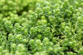 Sedum acre (Muurpeper) - afbeelding 3