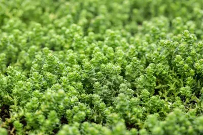 Sedum acre (Muurpeper) - afbeelding 4