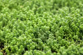 Sedum acre (Muurpeper) - afbeelding 4