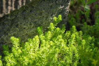 Sedum acre (Muurpeper) - afbeelding 7