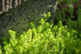 Sedum acre (Muurpeper) - afbeelding 7