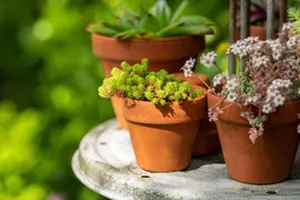 Sedum acre (Muurpeper) - afbeelding 9
