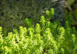 Sedum acre (Muurpeper) - afbeelding 6