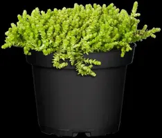 Sedum acre (Muurpeper) - afbeelding 1