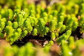 Sedum acre 'Yellow Queen' (Muurpeper) - afbeelding 2