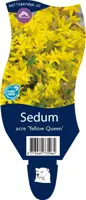 Sedum acre 'Yellow Queen' (Muurpeper) - afbeelding 1