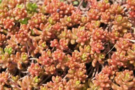 Sedum album 'Coral Carpet' (Vetkruid) - afbeelding 3