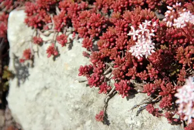 Sedum album 'Coral Carpet' (Vetkruid) - afbeelding 2