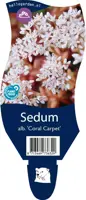 Sedum album 'Coral Carpet' (Vetkruid) - afbeelding 1