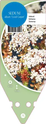 Sedum Album Coral Carpet (Vetkruid) - afbeelding 1