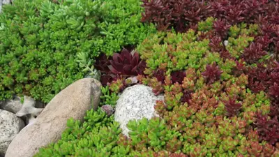 Sedum album 'Coral Carpet' (Vetkruid) - afbeelding 4