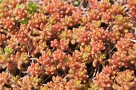 Sedum album 'Coral Carpet' (Vetkruid) - afbeelding 3