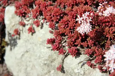 Sedum album 'Coral Carpet' (Vetkruid) - afbeelding 2