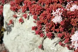 Sedum album 'Coral Carpet' (Vetkruid) - afbeelding 2