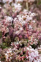 Sedum album 'Coral Carpet' (Vetkruid) - afbeelding 5
