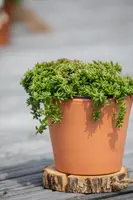 Sedum album 'Coral Carpet' (Vetkruid) - afbeelding 6