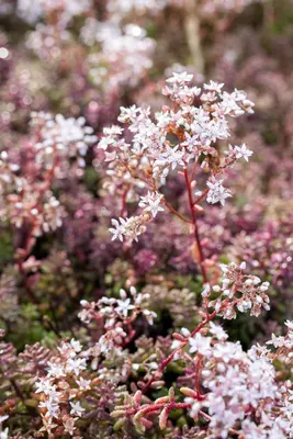 Sedum Album Coral Carpet (Vetkruid) - afbeelding 4