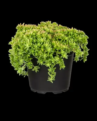 Sedum album 'Coral Carpet' (Witte muurpeper 'Coral Carpet') - afbeelding 3