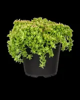 Sedum album 'Coral Carpet' (Witte muurpeper 'Coral Carpet') - afbeelding 3