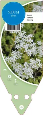 Sedum Album (Vetkruid) - afbeelding 1