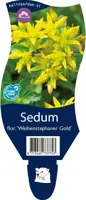 Sedum floriferum 'Weihenstephaner Gold' (Vetkruid) - afbeelding 1