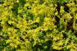 Sedum floriferum 'Weihenstephaner Gold' (Vetkruid) - afbeelding 2