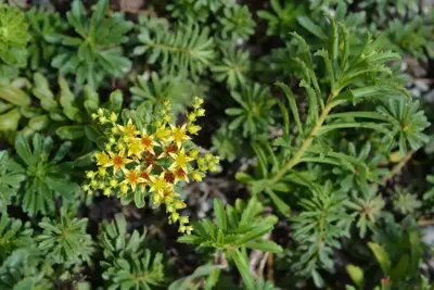 Sedum floriferum 'Weihenstephaner Gold' (Vetkruid) - afbeelding 3