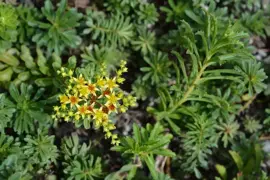 Sedum floriferum 'Weihenstephaner Gold' (Vetkruid) - afbeelding 3