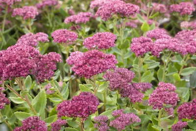 Sedum 'Herbstfreude' (Hemelsleutel) - afbeelding 5