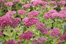 Sedum 'Herbstfreude' (Hemelsleutel) - afbeelding 5