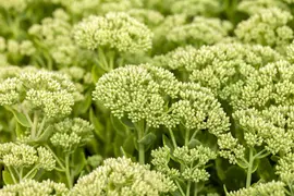 Sedum 'Herbstfreude' (Hemelsleutel) - afbeelding 6