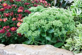 Sedum 'Herbstfreude' (Hemelsleutel) - afbeelding 7