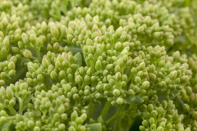 Sedum 'Herbstfreude' (Hemelsleutel) - afbeelding 8