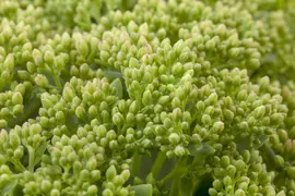 Sedum 'Herbstfreude' (Hemelsleutel) - afbeelding 8