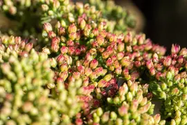Sedum 'Herbstfreude' (Hemelsleutel) - afbeelding 11