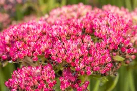 Sedum 'Herbstfreude' (Hemelsleutel) - afbeelding 13