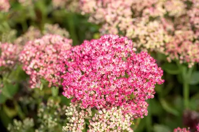 Sedum 'Herbstfreude' (Hemelsleutel) - afbeelding 14