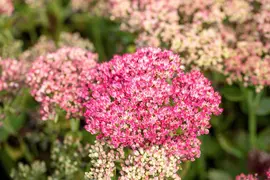 Sedum 'Herbstfreude' (Hemelsleutel) - afbeelding 14