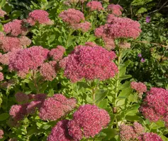 Sedum 'Herbstfreude' (Hemelsleutel) - afbeelding 4
