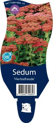 Sedum 'Herbstfreude' (Hemelsleutel) - afbeelding 1
